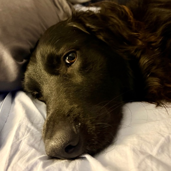 Keychain/Bag Charm For Our Fur Babies Medical Bills💕🐾💕🐾 - Picture 8 of 15